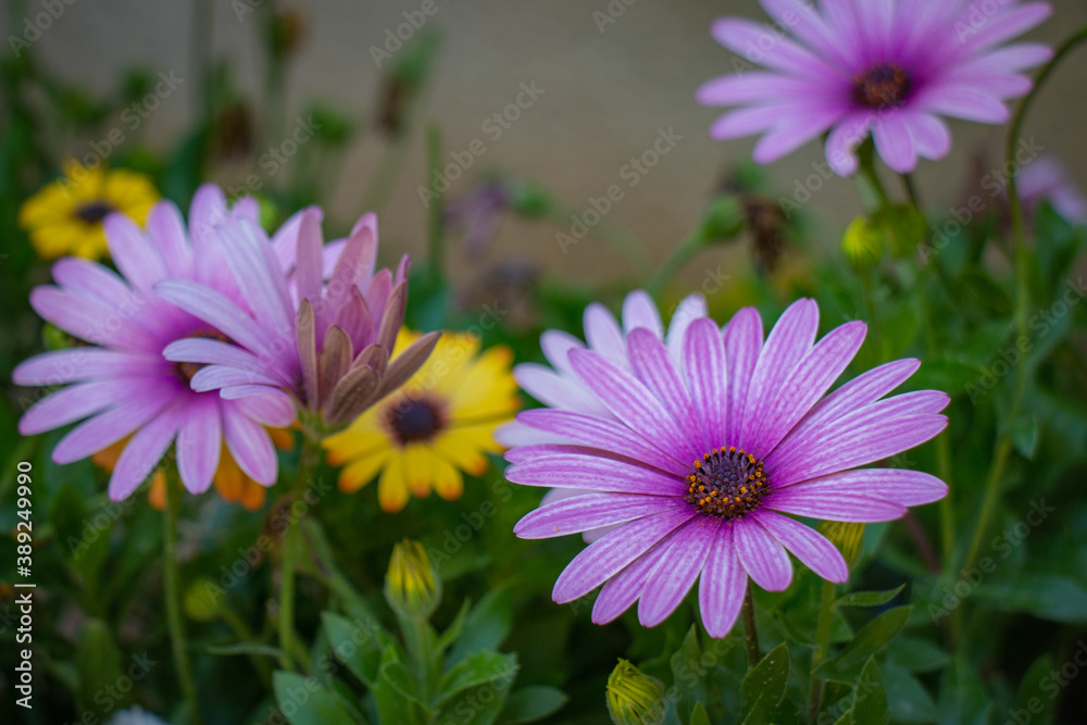 Beautiful macro purple natural flower