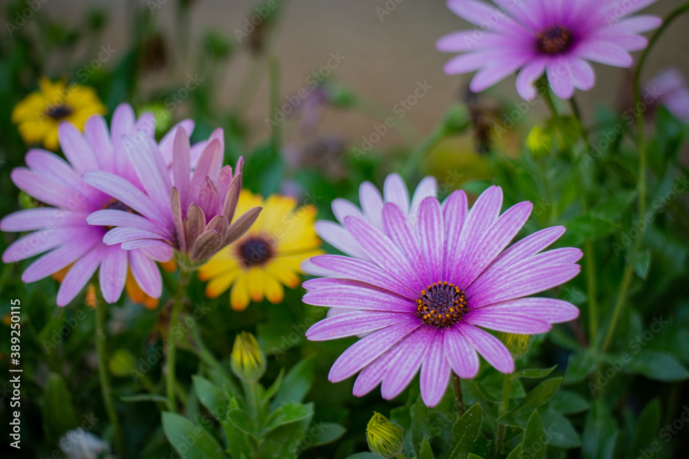 Beautiful macro purple natural flower