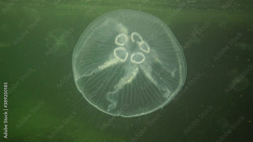 5 jellyfish gonads Aurelia aurita (moon jelly, jellyfish, common