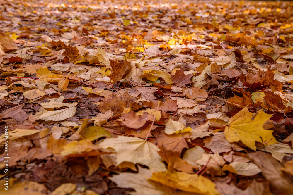 Gefallenes Herbstlaub Gefallenes Herbstlaub