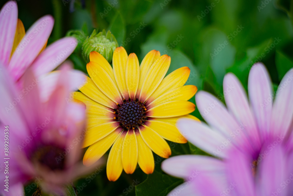 Beautiful macro yellow natural flower
