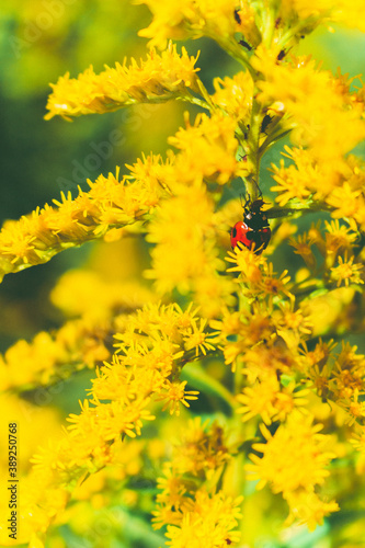 Ladybug for lunch