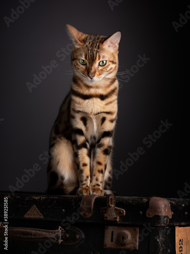 Bengal Cat Portrait