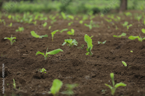 Small banana plant row with black soil at field