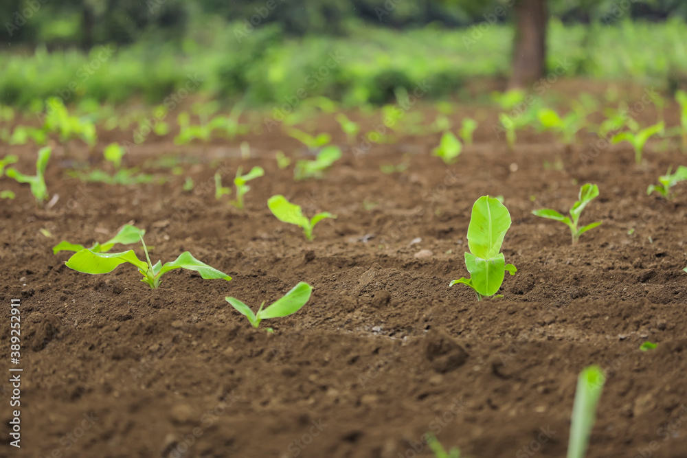 Small banana plant row with black soil at field Small banana plant row with black soil at field