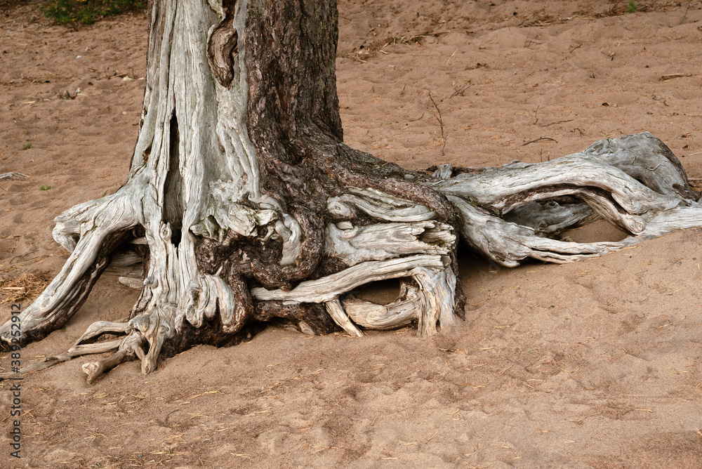 Pine trunk with bare roots clinging to the sand. Free space below