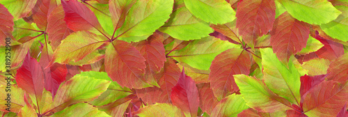 Banner. Background with red-green leaves of wild grape. Postcard. Place for text. Autumn leaves