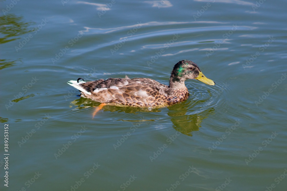 Fototapeta premium Male wild mallard duck swimming in a lake. Wild environment of migratory birds