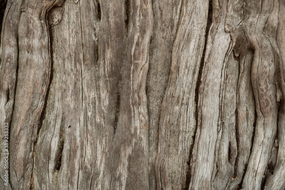 The texture of a pine tree trunk without bark exposed by wind and rain The texture of a pine tree trunk without bark exposed by wind and rain