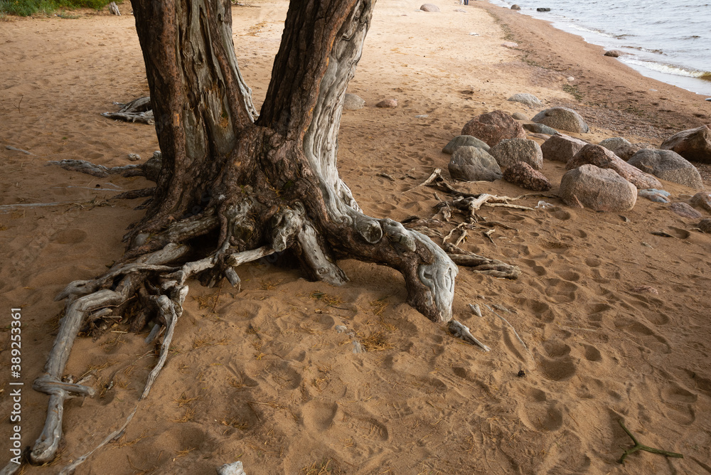 Triple trunk of pine clinging dry roots to the sand on the shore of the Gulf of Finland