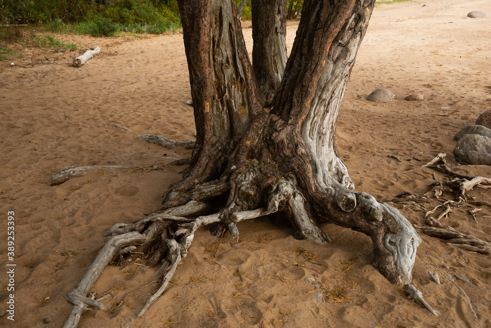 Triple trunk of a pine tree clinging to the sand with dry roots