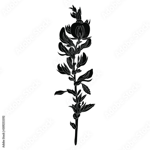 Ononis Hircina flower branch. Blooming wildflower. Black and white silhouette.