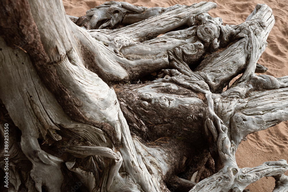 Old woven roots without pine bark blurred by the sea and dried by the wind Old woven roots without pine bark blurred by the sea and dried by the wind