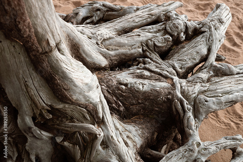 Old woven roots without pine bark blurred by the sea and dried by the wind