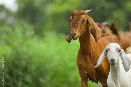Fotografie young indian goat at field