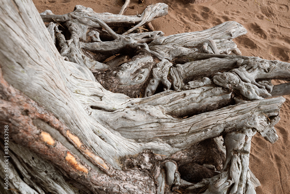 Old woven roots without pine bark blurred by the sea and dried by the wind Old woven roots without pine bark blurred by the sea and dried by the wind