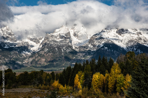 Snow capped mountains and yellow leaves in the fall of The Grand Tetons. © bettys4240