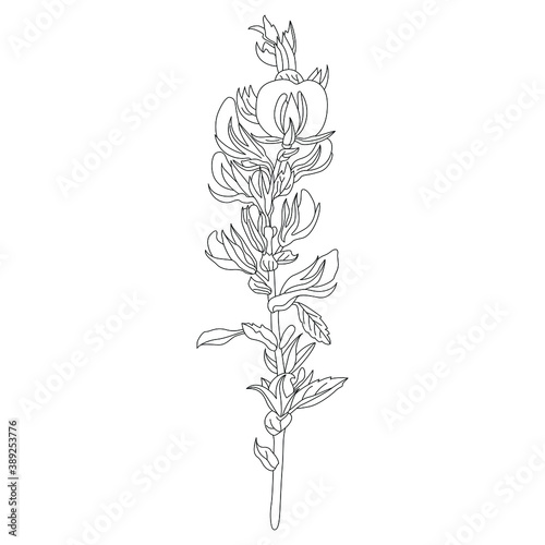Ononis Hircina flower branch. Blooming wildflower. Black and white linear silhouette.