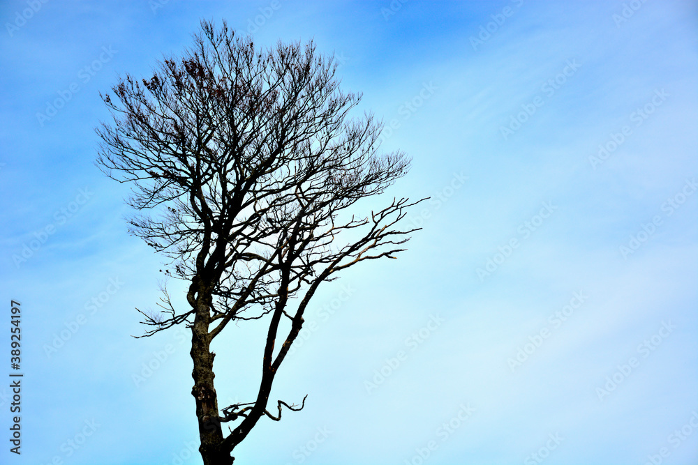 Some whimsical shapes that form the branches of a dry tree
Some whimsical shapes that form the branches of a dry tree