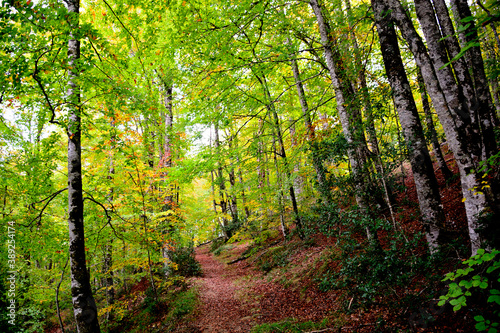  A colorful and lush oak forest in the autumn month