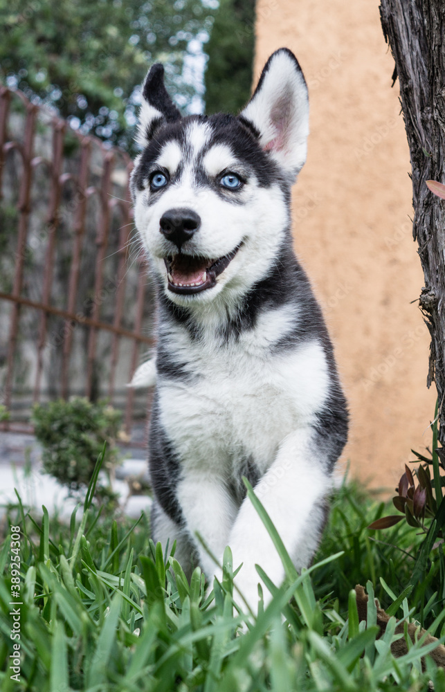 Pequeño cachorro husky siberiano negro con ojos azules saltando feliz y sonriendo en el jardín