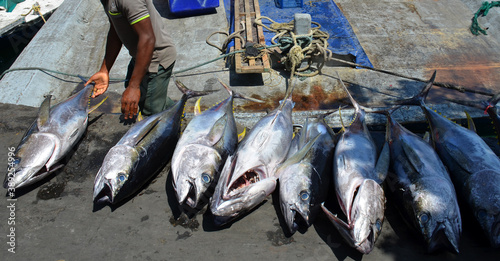 Captura de atunes en Male, Maldivas