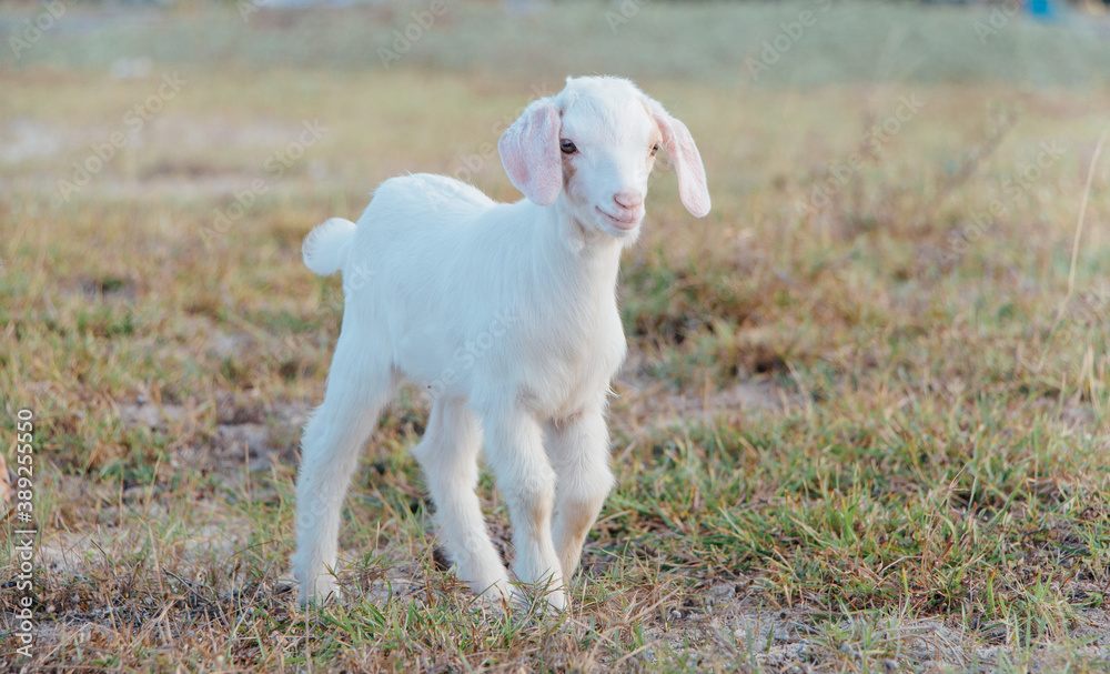 White goat in a meadow on a farm. Raising cattle on a ranch, pasture
White goat in a meadow on a farm. Raising cattle on a ranch, pasture