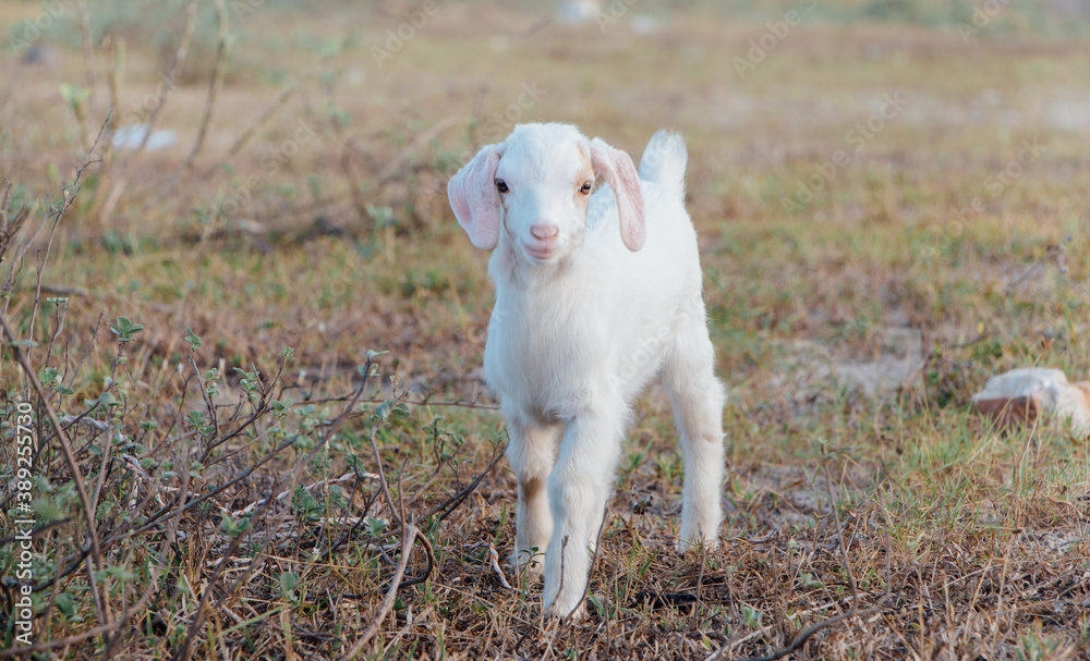 White goat in a meadow on a farm. Raising cattle on a ranch, pasture
