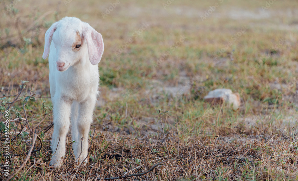 Fototapeta premium White goat in a meadow on a farm. Raising cattle on a ranch, pasture 