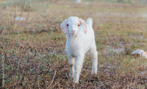 White goat in a meadow on a farm. Raising cattle on a ranch, pasture 