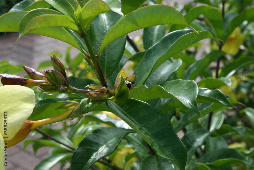 leaves on a tree with grasshopper leaves on a tree with grasshopper