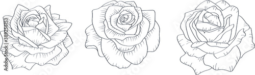 Hand drawn rose set, line drawing vector illustration, tattoo style