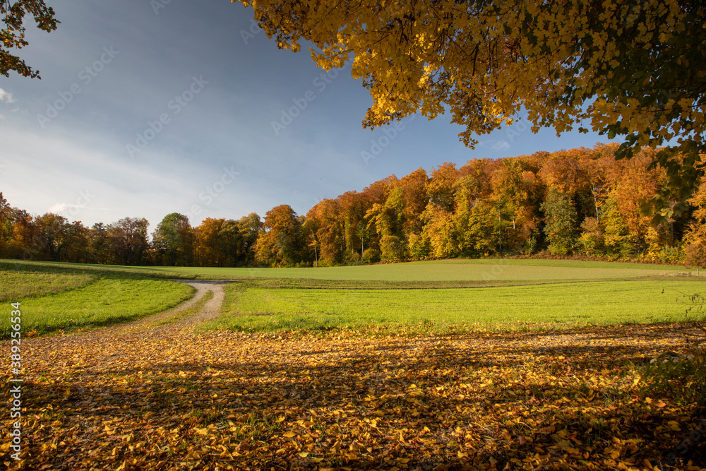 Naklejka premium Herbst im Aargau