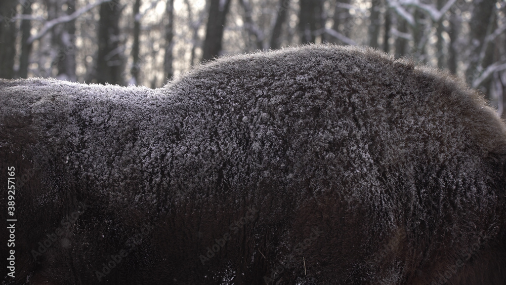 Obraz premium European bison (Bison bonasus) or the European wood bison, also known as the wisent or zubr in Białowieża Forest