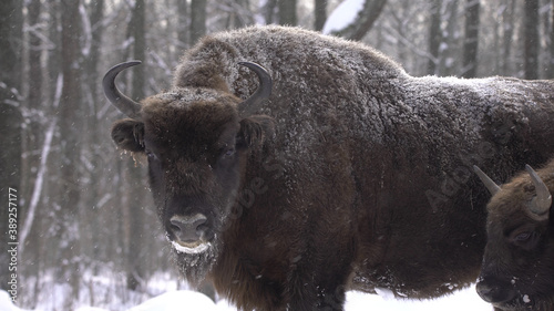 European bison (Bison bonasus) or the European wood bison, also known as the wisent or zubr in Białowieża Forest