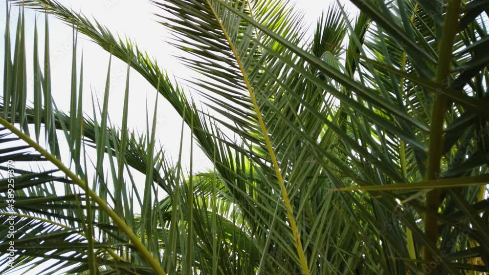 Lush background of luxurious long palm tree leaves, fronds sway slowly Lush background of luxurious long palm tree leaves, fronds sway slowly
