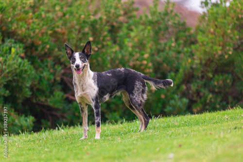 Australian Koolie dog in the park