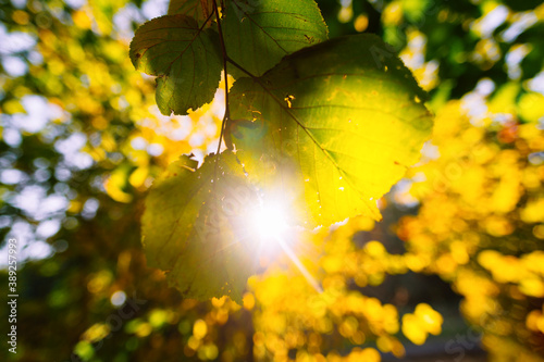 Autumn leaves backlit by afternoon sun