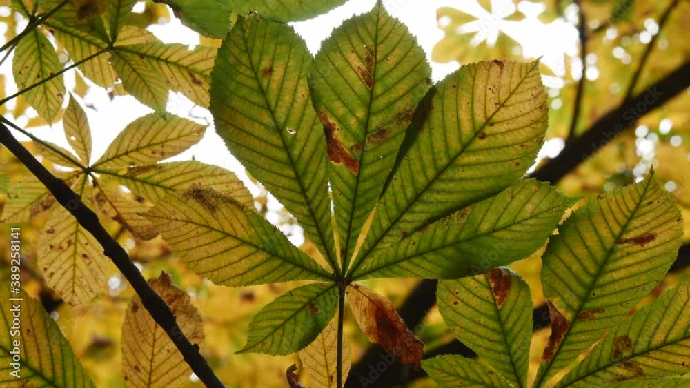 Close Up Of Yellow Leaves On A Chestnut Tree At Autumn Time. Close Up Of Yellow Leaves On A Chestnut Tree At Autumn Time.