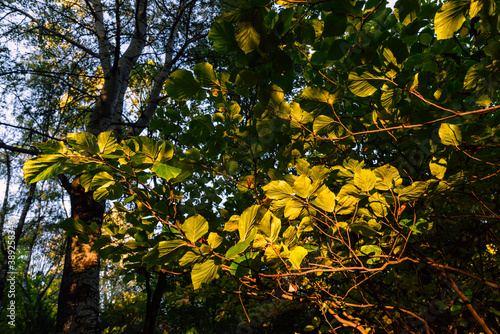 Green leaves backlit at early sunset in the park