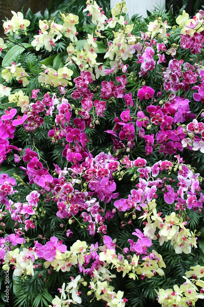 pink and white flowers in a garden