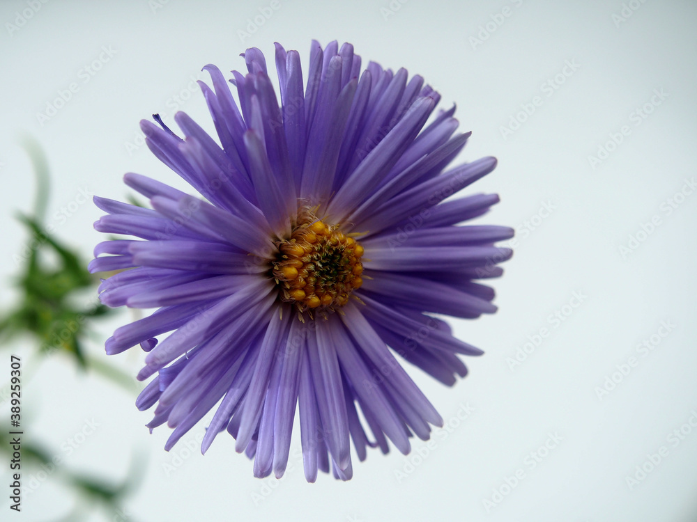 Blooming purple petals of an Aster Bud.