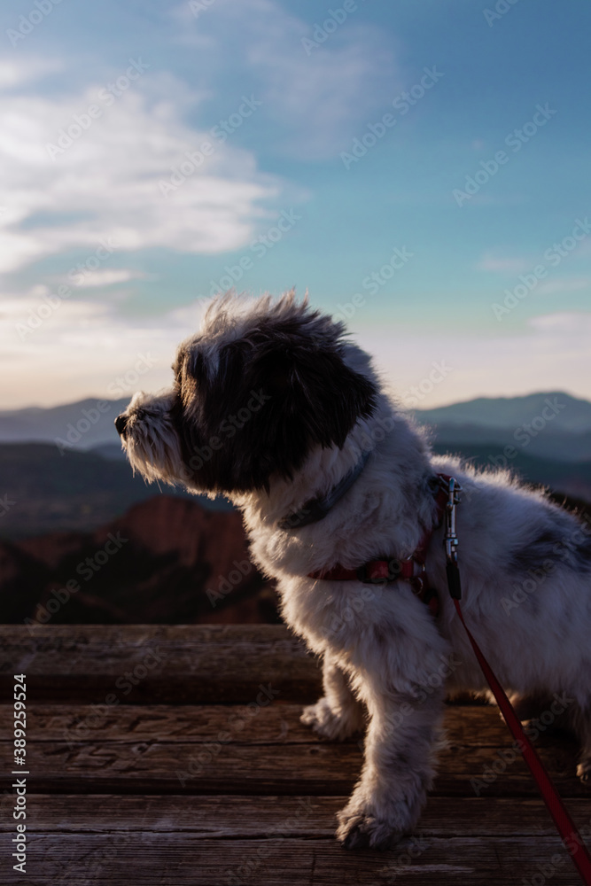 Little dog in Las Médulas (UNESCO -World Heritage Site) - El Bierzo, Spain Little dog in Las Médulas (UNESCO -World Heritage Site) - El Bierzo, Spain