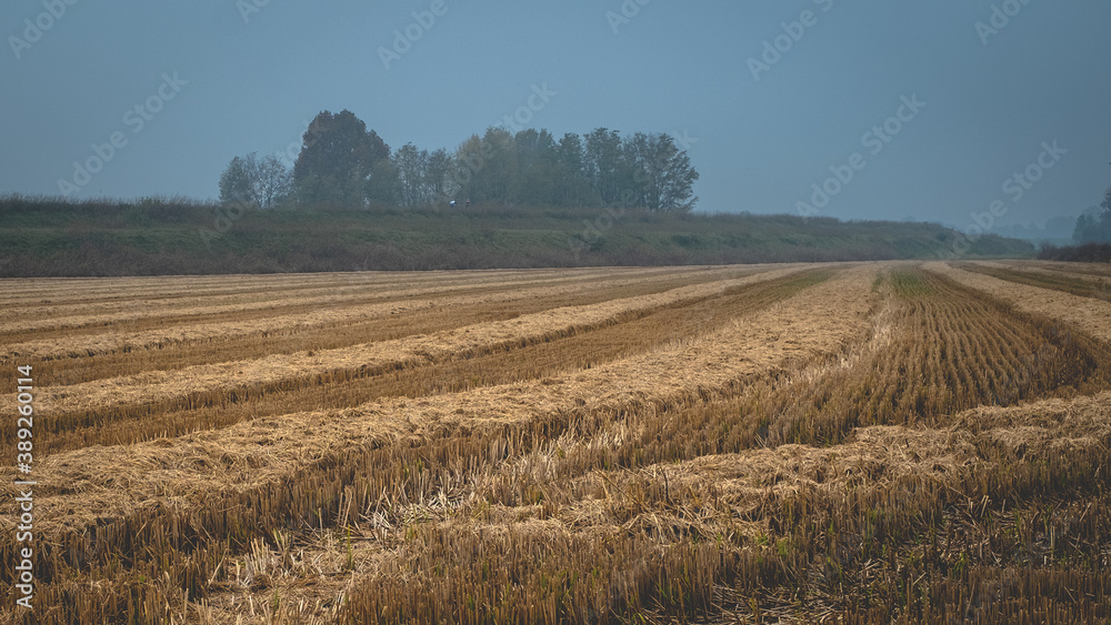 Wheat field cut in winter