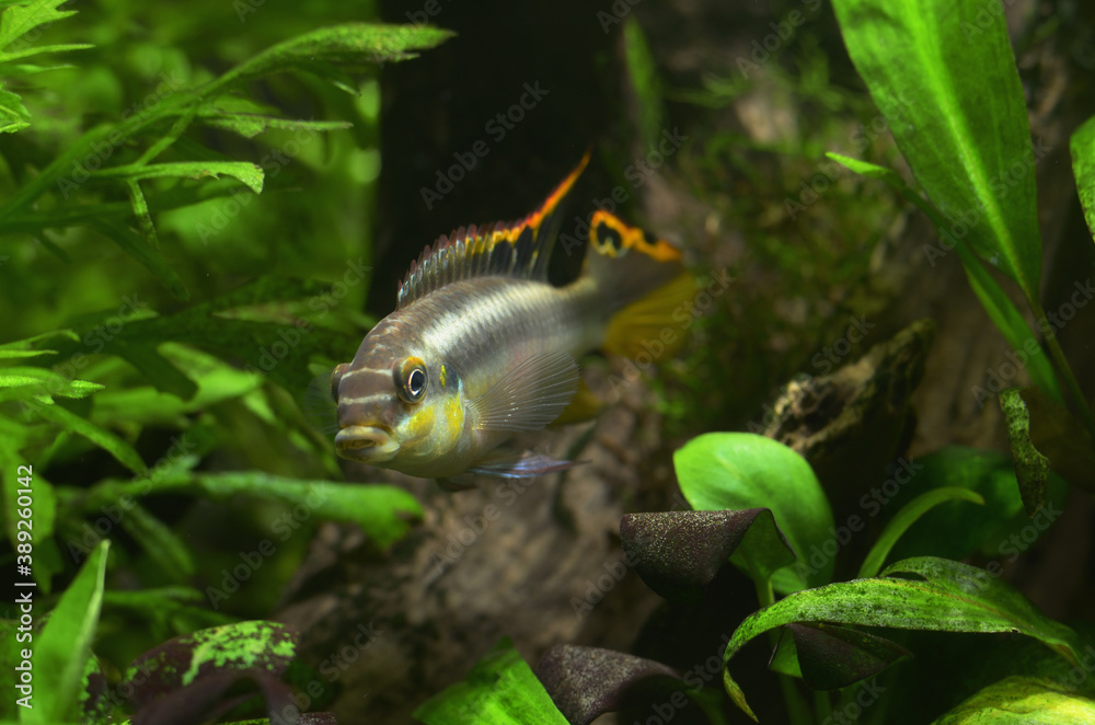Pelvicachromis Pulcher, male cichlid parrot, aquarium background green plants. Pelvicachromis Pulcher, male cichlid parrot, aquarium background green plants.