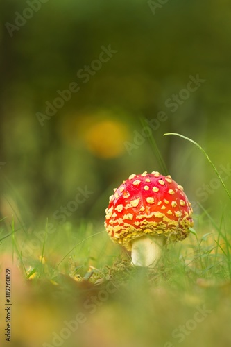 Amanita muscaria red mushroom in autumn in the wet meadow