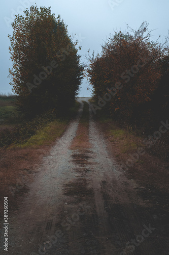 Dirt road going uphill between two trees © Marco Bonomo