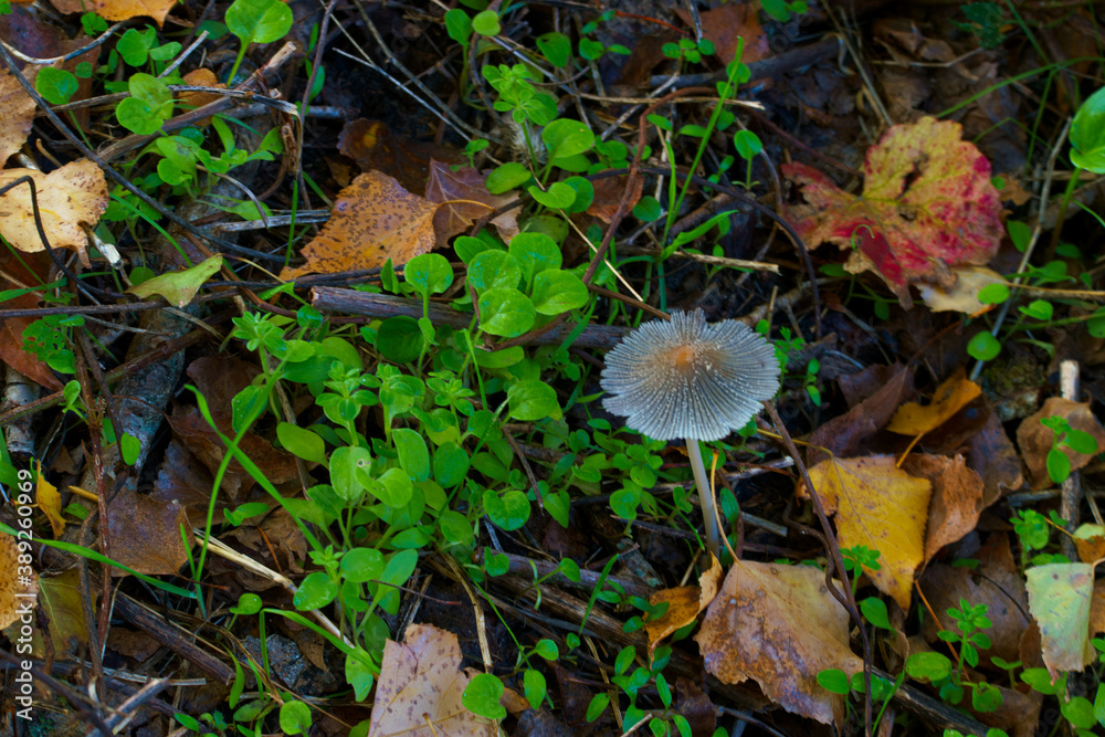 grzyb jesień natura flora trawa zieleń - obrazy, fototapety, plakaty 