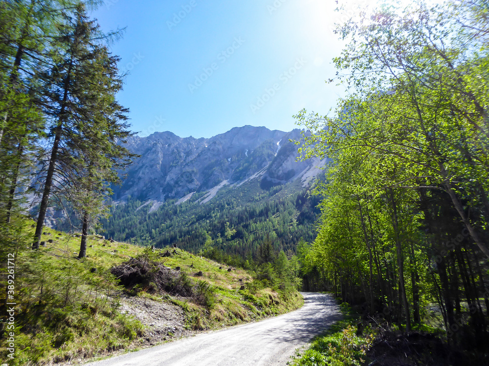 A gravel road through the forest leading to high Alpine mountains. The steep slopes of the mountain are overgrown with dense bushes. Clear and bright day in the valley. Exploration and adventure