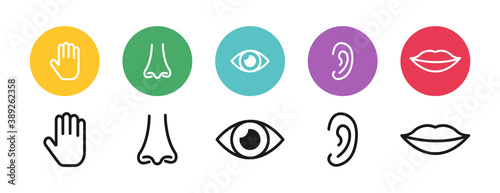 Five senses of human nervous system. Types of human senses. Elements: vision, hearing, smell, taste, touch on colorful background. Simple line icons and color circles, for web page, mobile app, banner